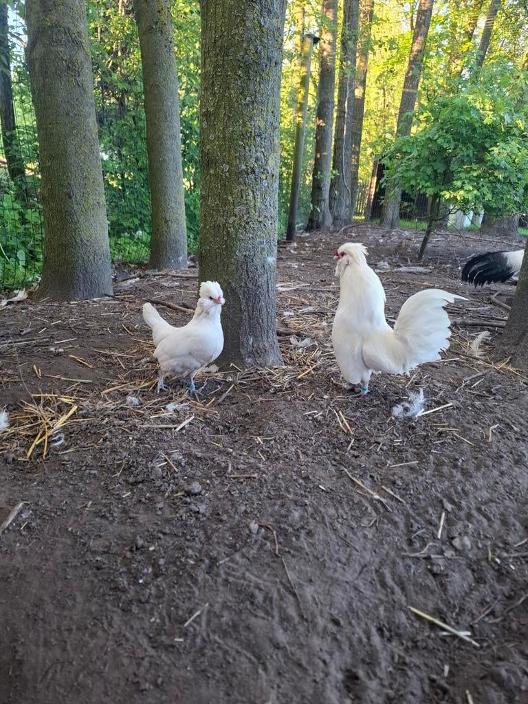 Broedeieren watermaalse baardkriel, Dieren en Toebehoren