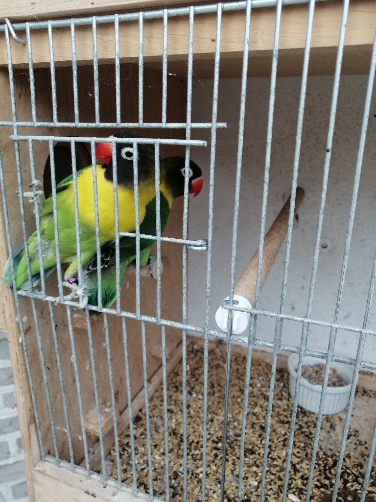 personatas, Dieren en Toebehoren, Meerdere dieren, Dwergpapegaai of Agapornis, Geringd