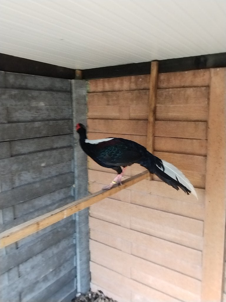 SWINHOE KWEEKTRIO TE  KOOP, Animaux & Accessoires, Volatiles, Plusieurs animaux, Autres espèces