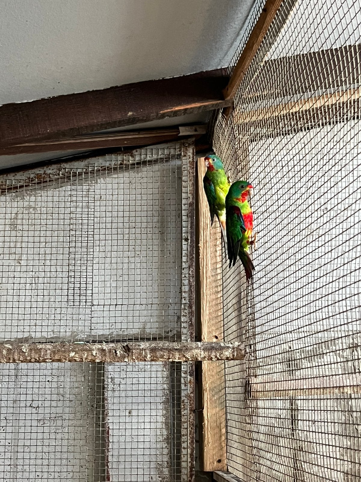 Onverwant swift parkieten (roodbuik), Animaux & Accessoires, Oiseaux | Perruches & Perroquets, Plusieurs animaux, Perruche, Bagué
