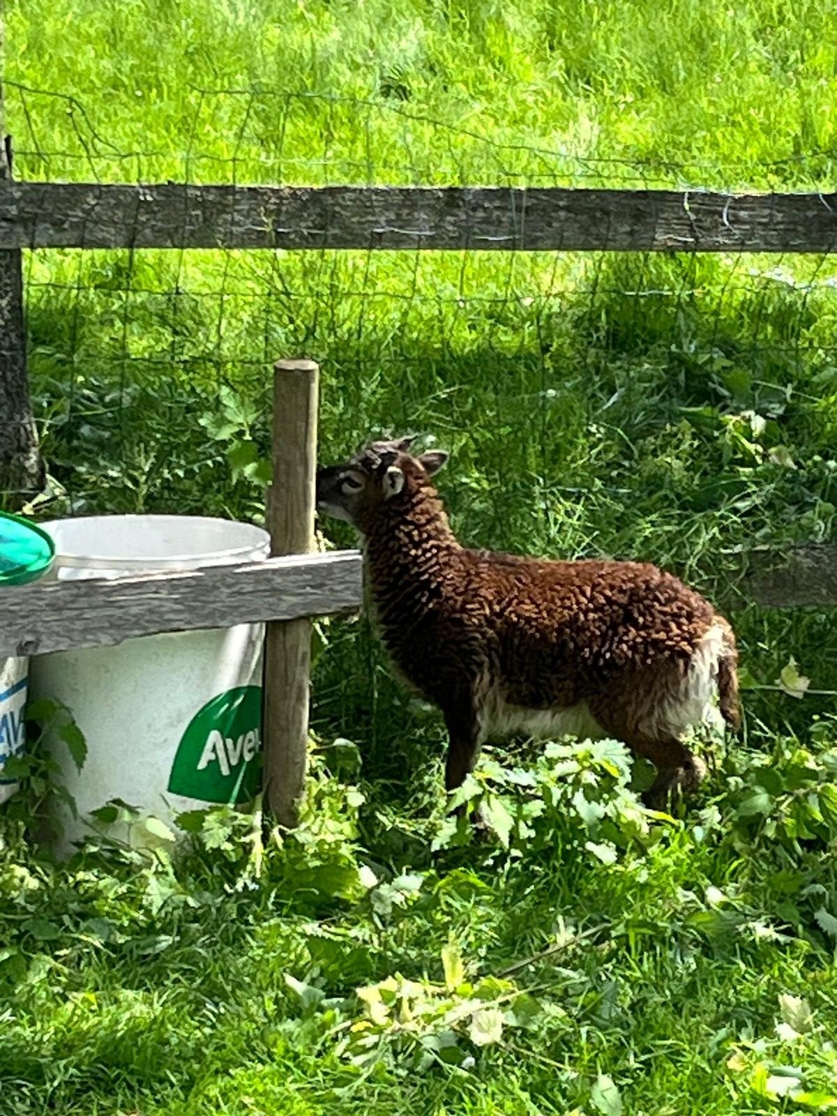 Jeune brebis soay