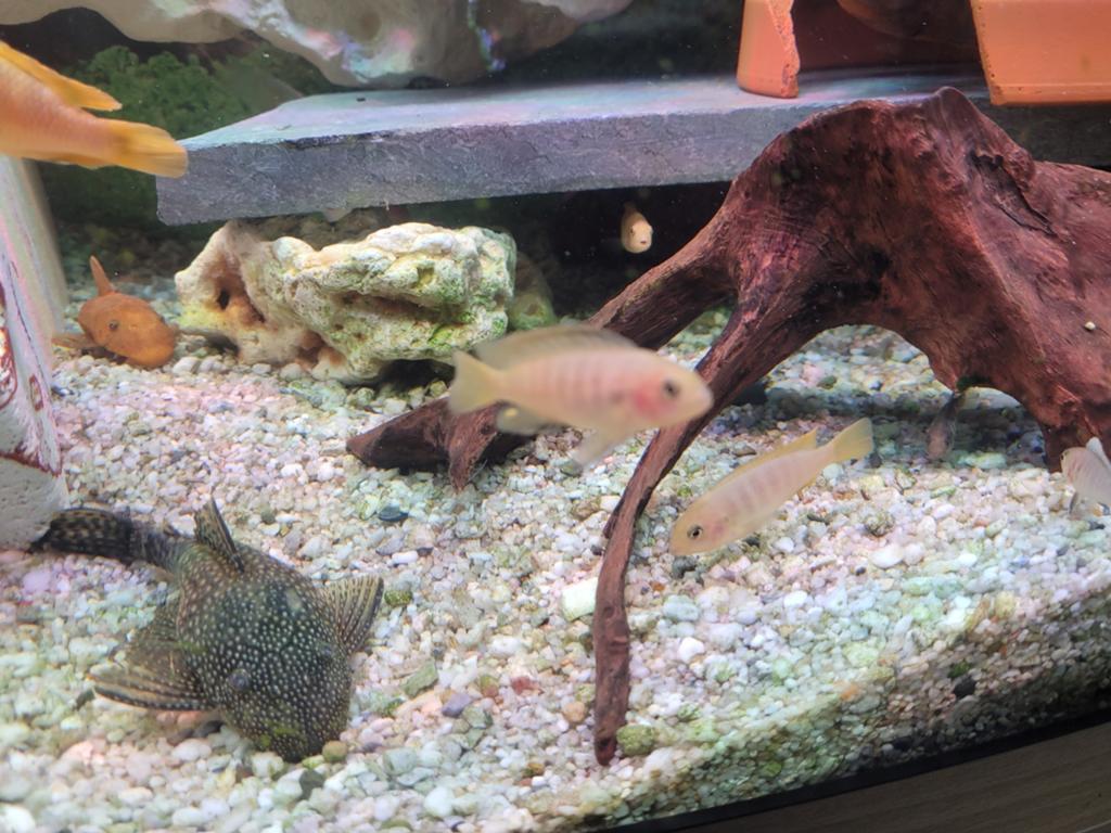 Mooie Saulosi jongen en 2 volwassen Malawi's, Dieren en Toebehoren, Vissen | Aquariumvissen