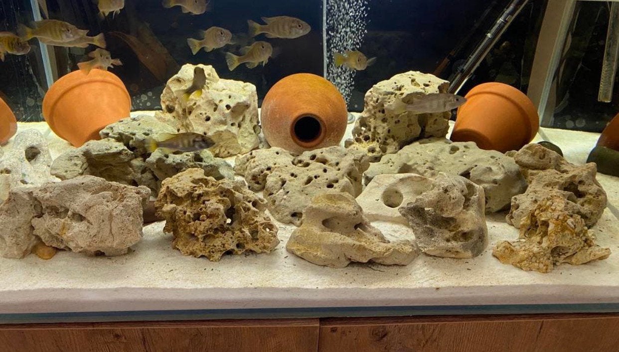 Aquariumsteen te koop 1€/kg, Ophalen
