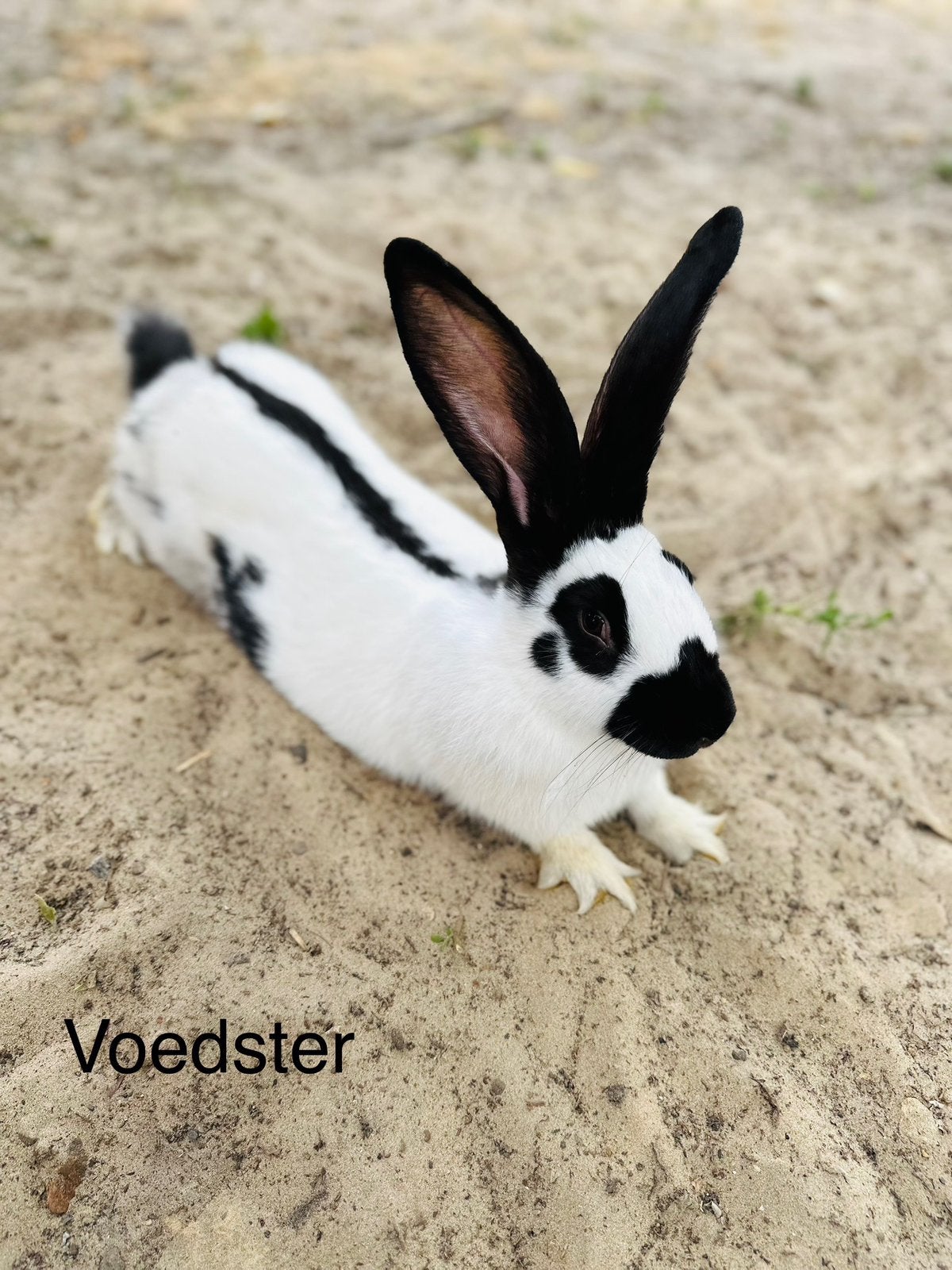 Reuzevlinder Groot-lotharinger voedster, Dieren en Toebehoren, Konijnen