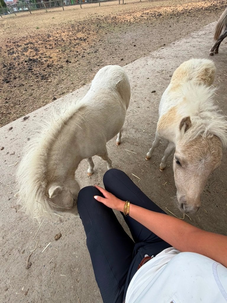 Palomino bonte veulentjes, Dieren en Toebehoren, Meerdere dieren, Niet van toepassing, Recreatiepony, 0 tot 2 jaar