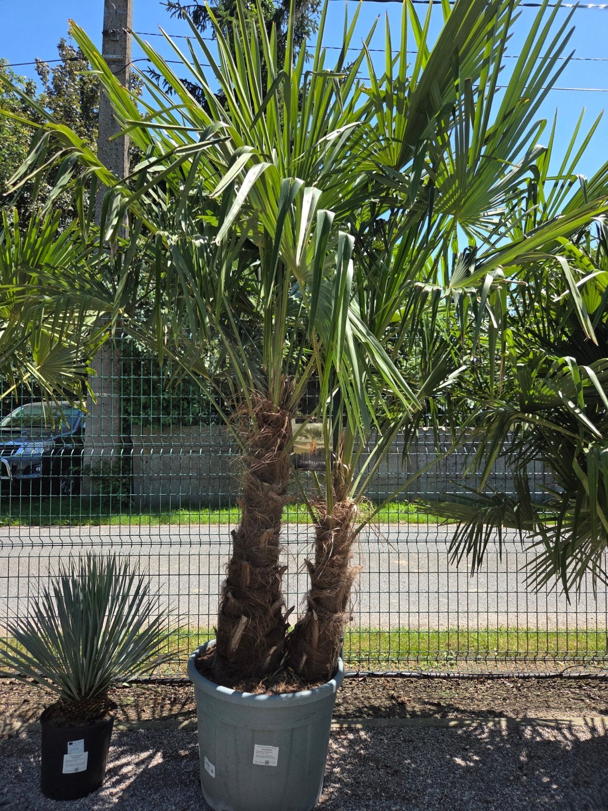 Palmboom Trachycarpus Fortunei 2 stam, Tuin en Terras, Planten | Bomen, Ophalen, Halfschaduw, Palmboom