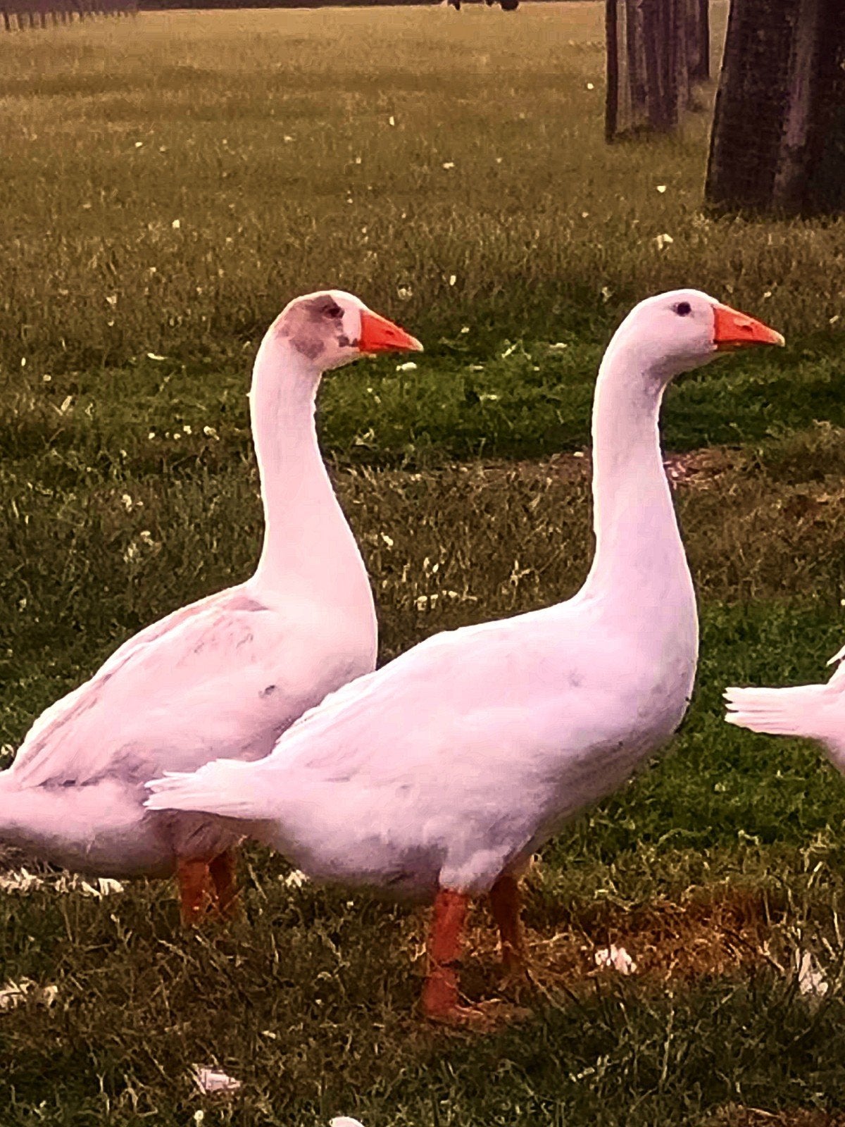 Jong koppel ganzen., Dieren en Toebehoren, Pluimvee, Meerdere dieren, Gans of Zwaan