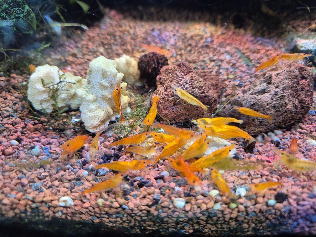 oranje neocaridina, Dieren en Toebehoren, Kreeft, Krab of Garnaal, Zoetwatervis, Schoolvis