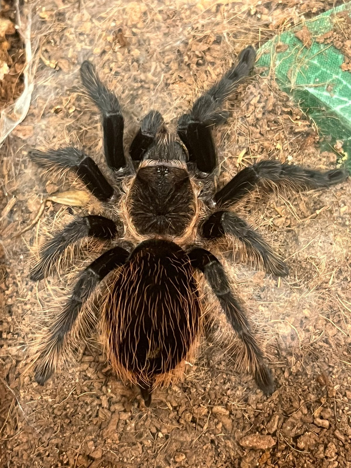 Tlilocatl albopilosus, Dieren en Toebehoren, Insecten en Spinnen, Spin of Schorpioen