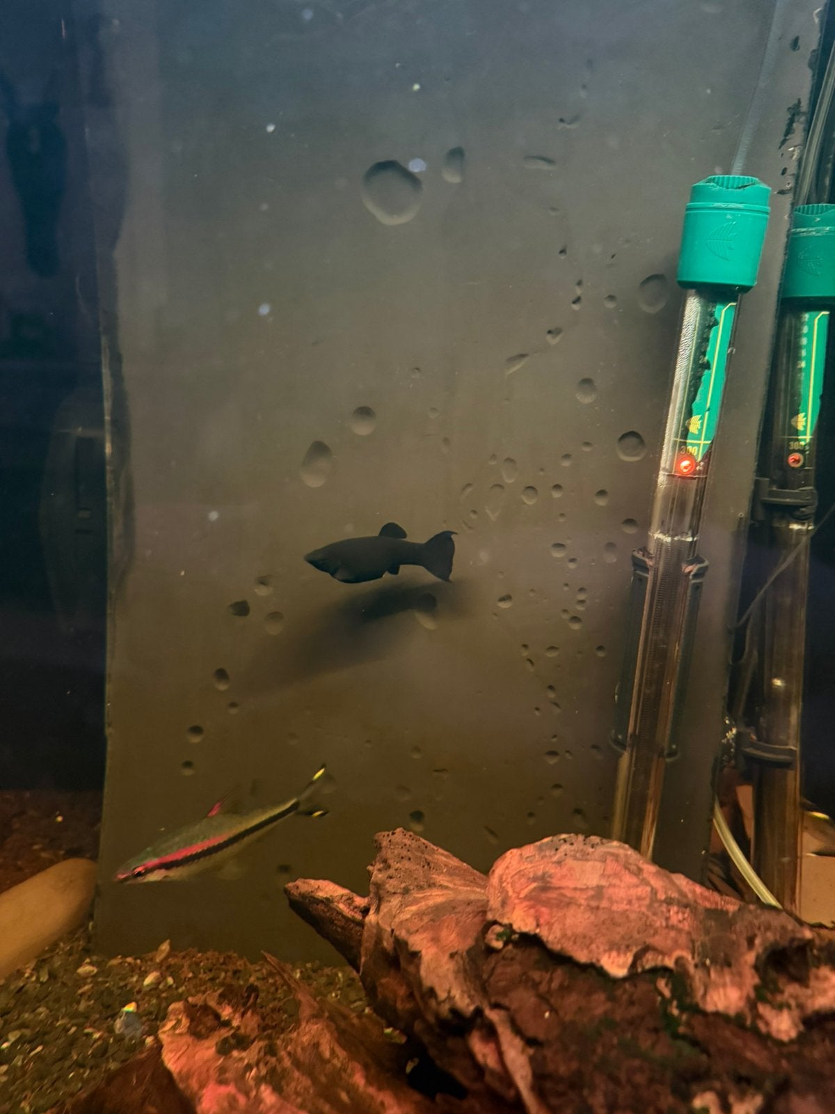 Black molly, Poisson, Poisson d'eau douce