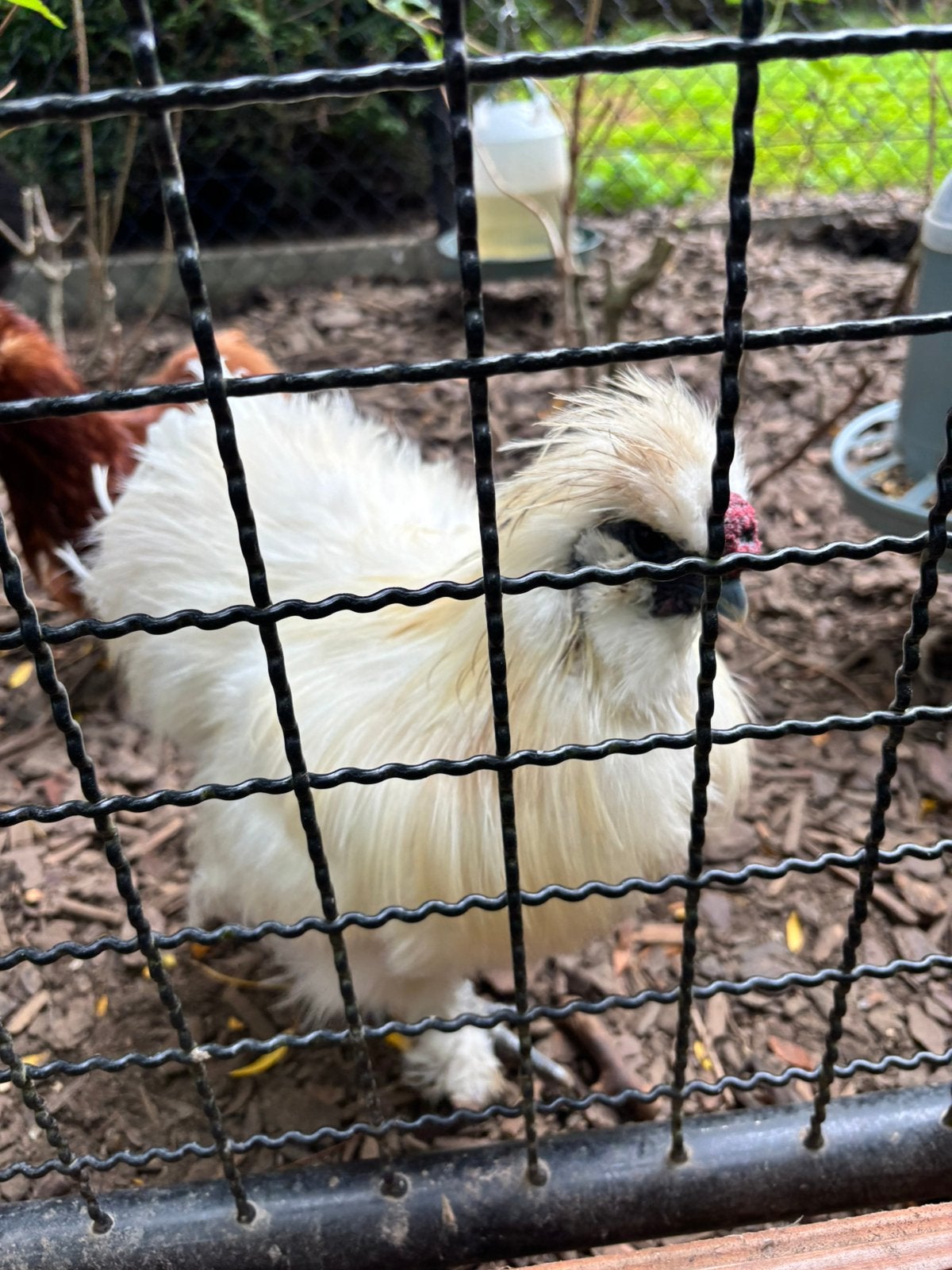 Zijdehoen haan zoekt nieuwe thuis, Dieren en Toebehoren, Mannelijk, Kip