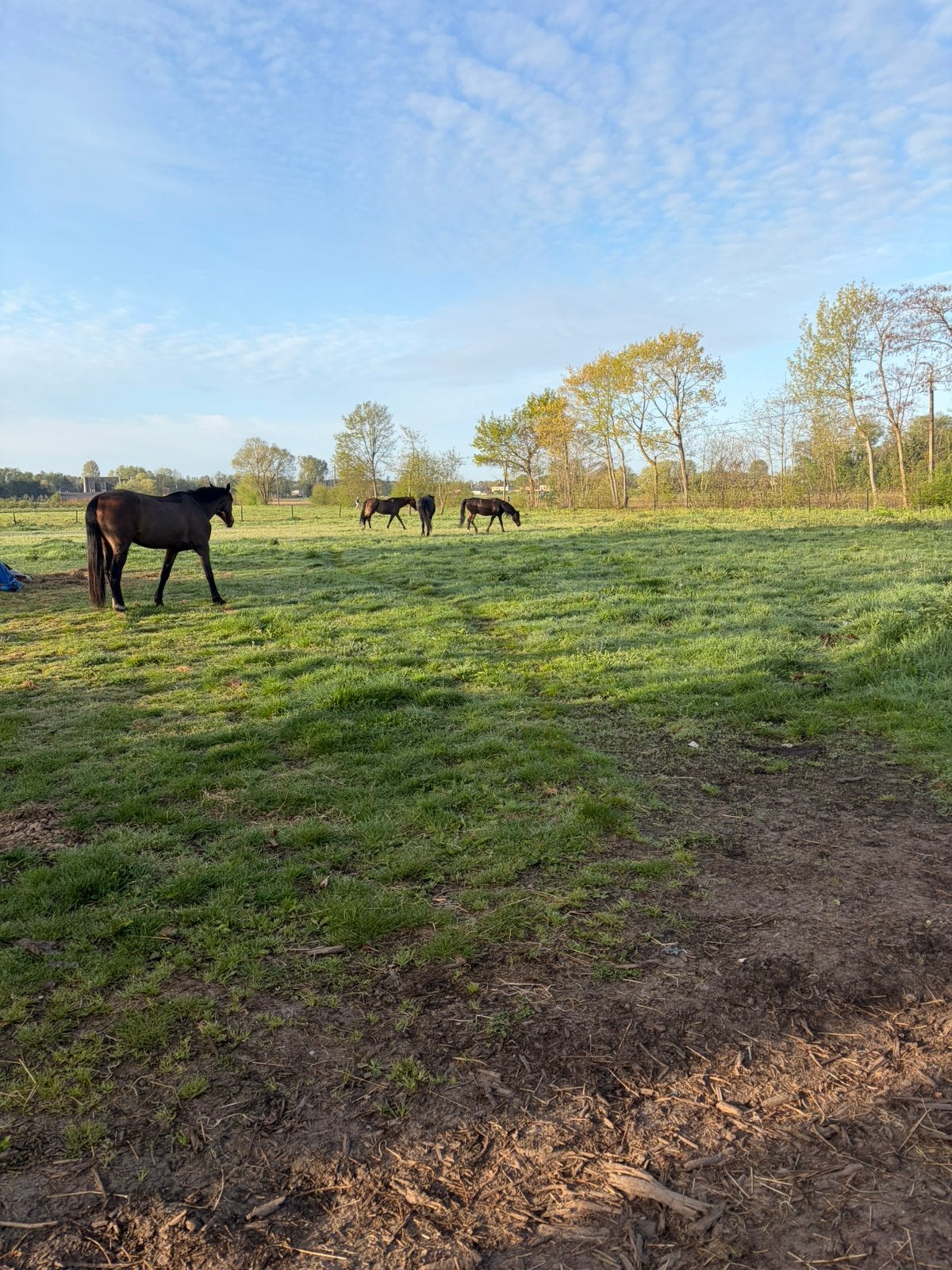 GEZOCHT (fok) merrie, Merrie, Niet van toepassing, Springpaard, Met stamboom