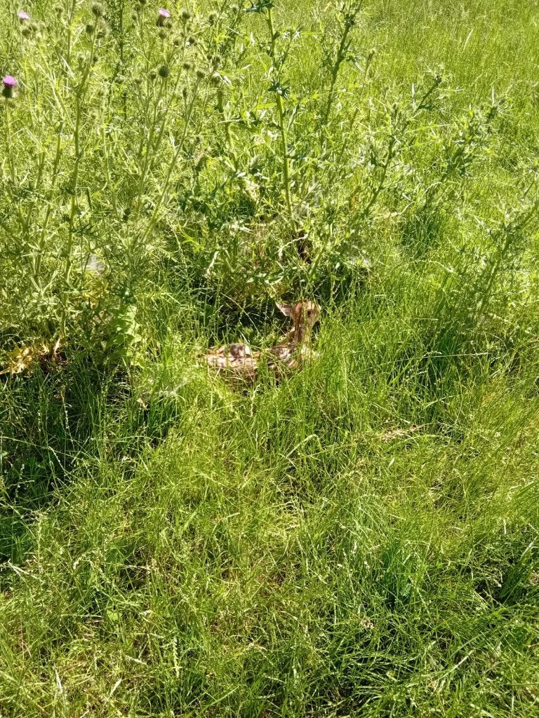 Damherten, Dieren en Toebehoren, Overige Dieren, Juni, Meerdere dieren