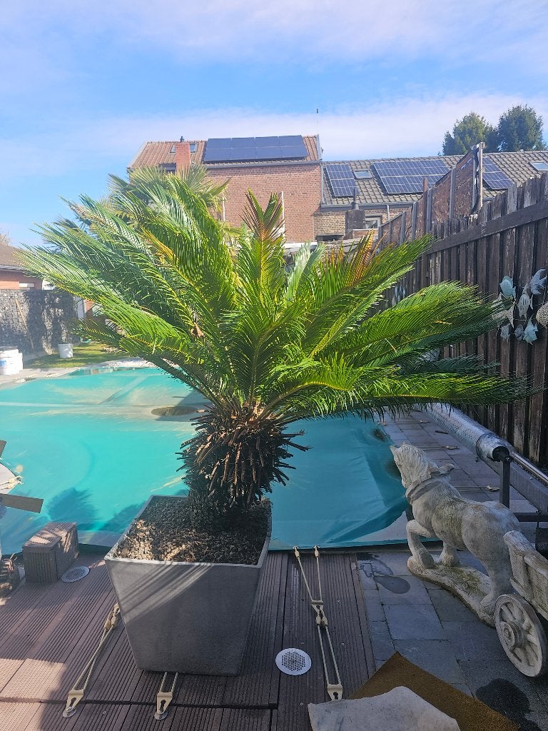 Palmier Cycas, Jardin & Terrasse, Plantes | Jardin, Enlèvement, Plante fixe, Autres espèces, Plein soleil