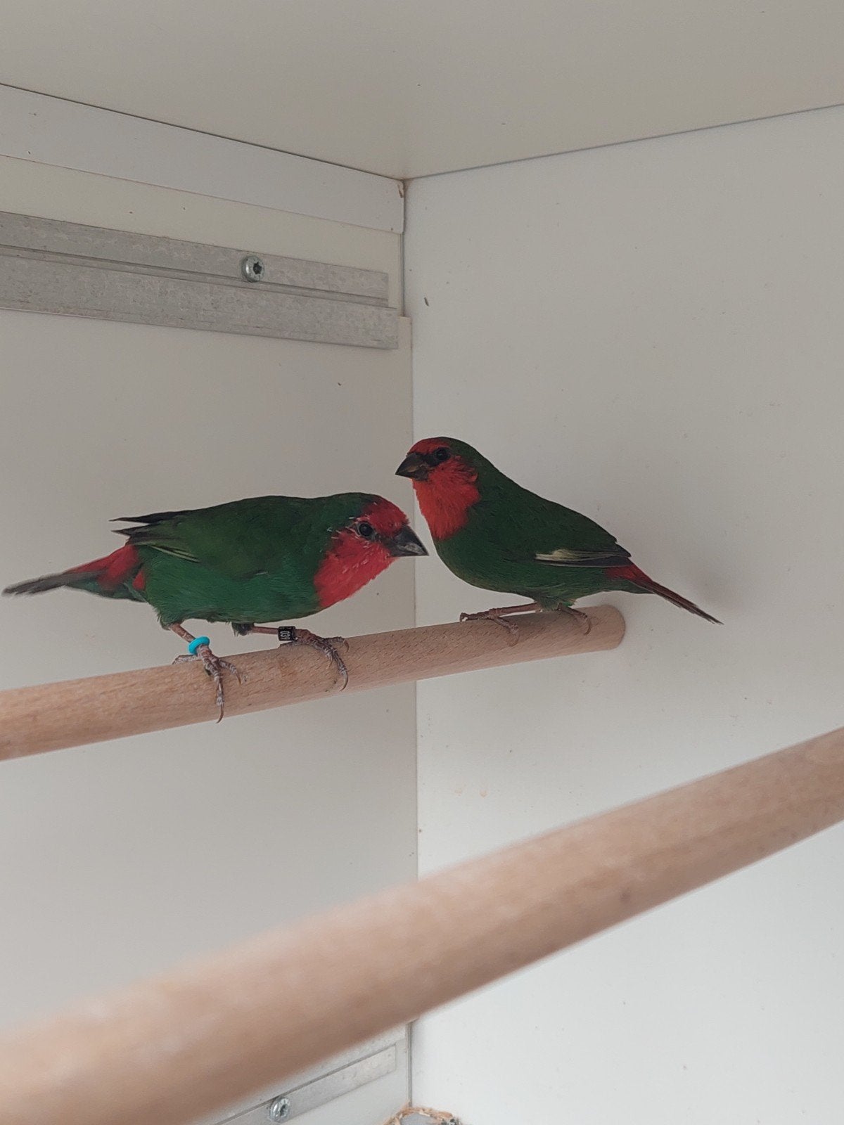 roodkoppapegaai amadine natuurbroed, Dieren en Toebehoren, Vogels | Overige Vogels