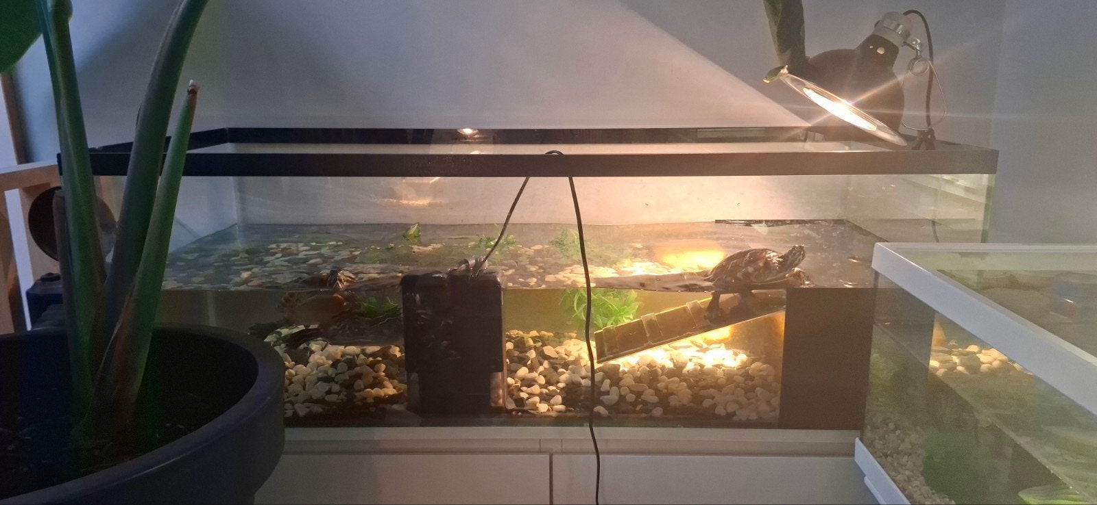 3 grand tortue d'eau avec aquarium, Tortue