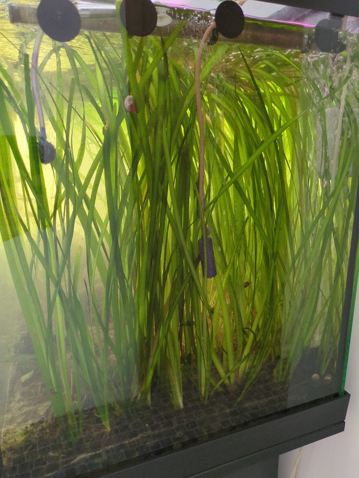 Vallisneria spiralis Tiger zak vol, Ophalen, Inclusief planten, Zo goed als nieuw, Plant(en), Steen of Hout