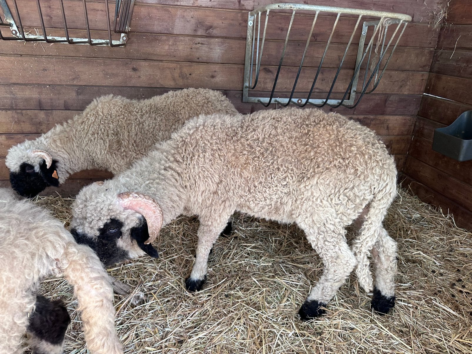 Zwartneus schaap ram, Dieren en Toebehoren, Meerdere dieren, Schaap, 0 tot 2 jaar