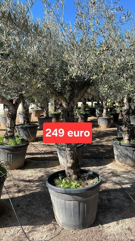 ‼️olijfbomen olea europaea aan stuntprijzen ‼️, Jardin & Terrasse, Bacs à fleurs & Jardinières, Enlèvement