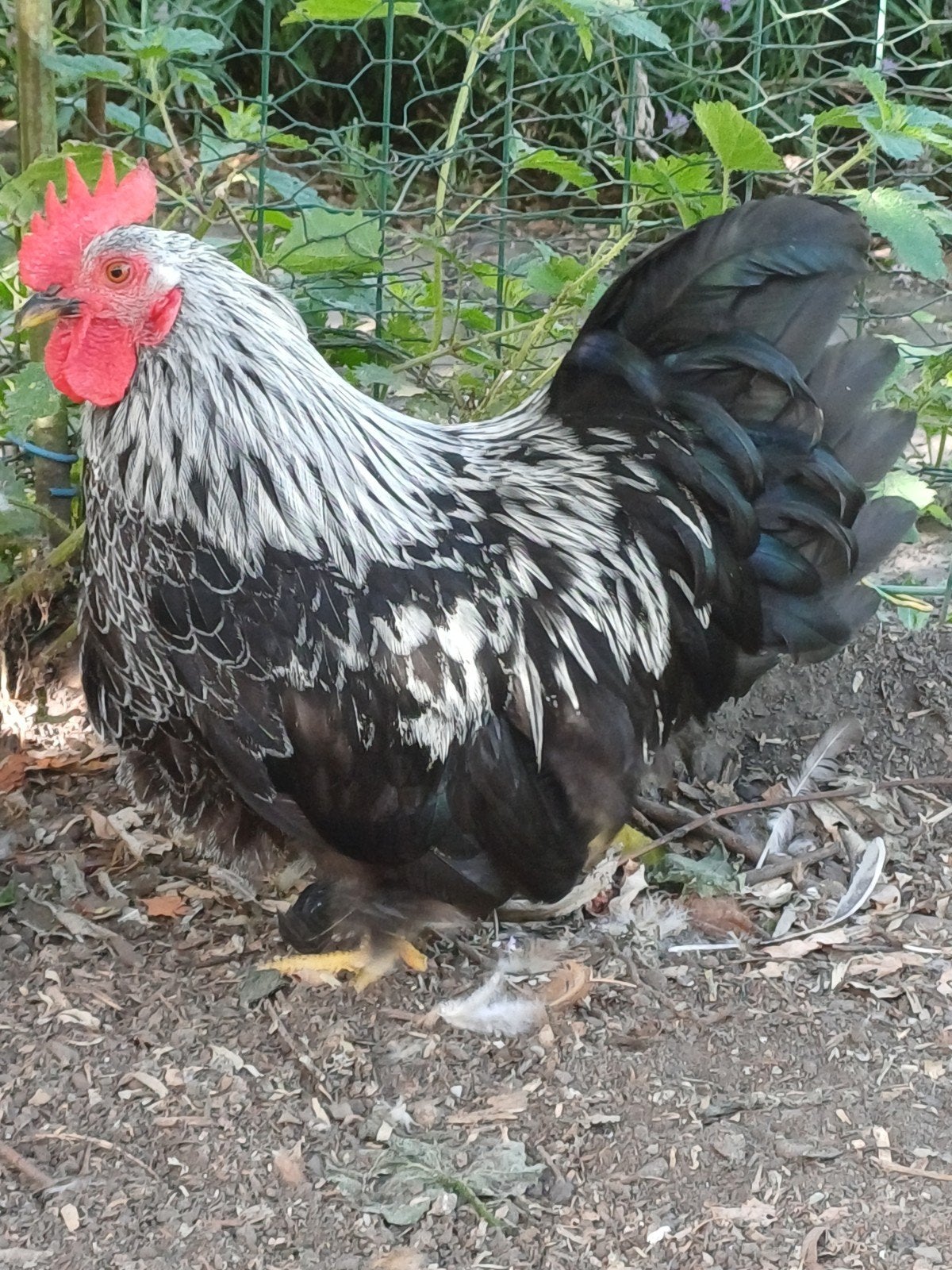 Jong kriel haantje, Dieren en Toebehoren, Pluimvee, Mannelijk, Kip