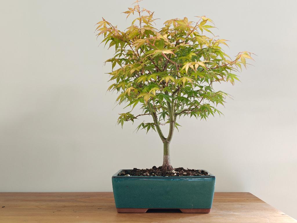 Japanse esdoorn bonsai - Katsura, Tuin en Terras, Planten | Bomen, In pot, Halfschaduw, Lente, Minder dan 100 cm