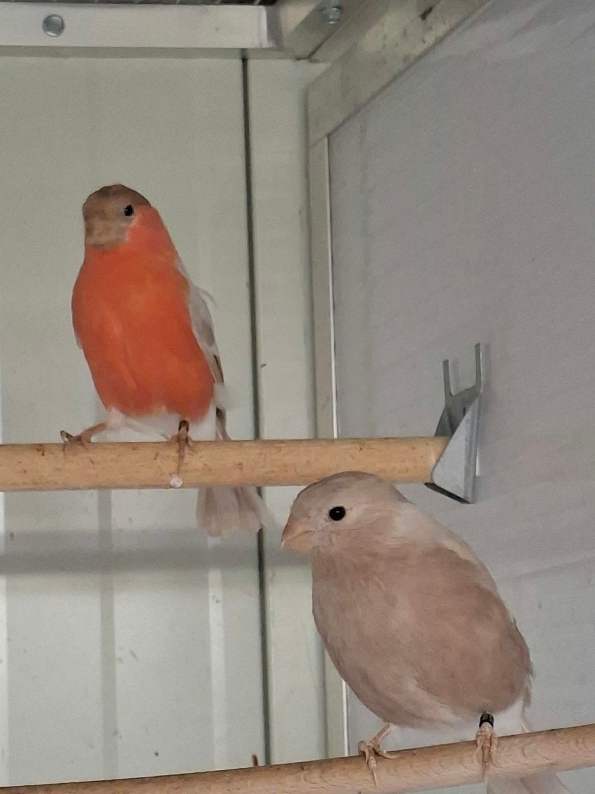 goudvinken, Dieren en Toebehoren, Meerdere dieren, Wildzangvogel, Geringd