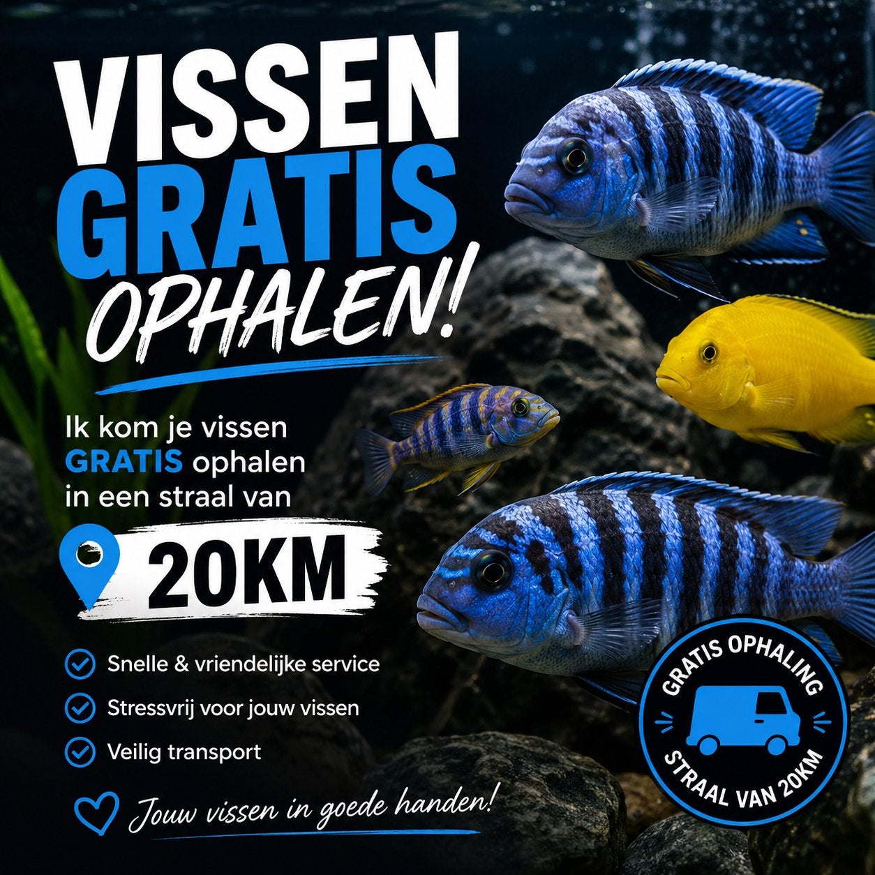 Ik kom je vissen gratis ophalen! Ook grote en bijzondere !, Dieren en Toebehoren, Vissen | Aquariumvissen