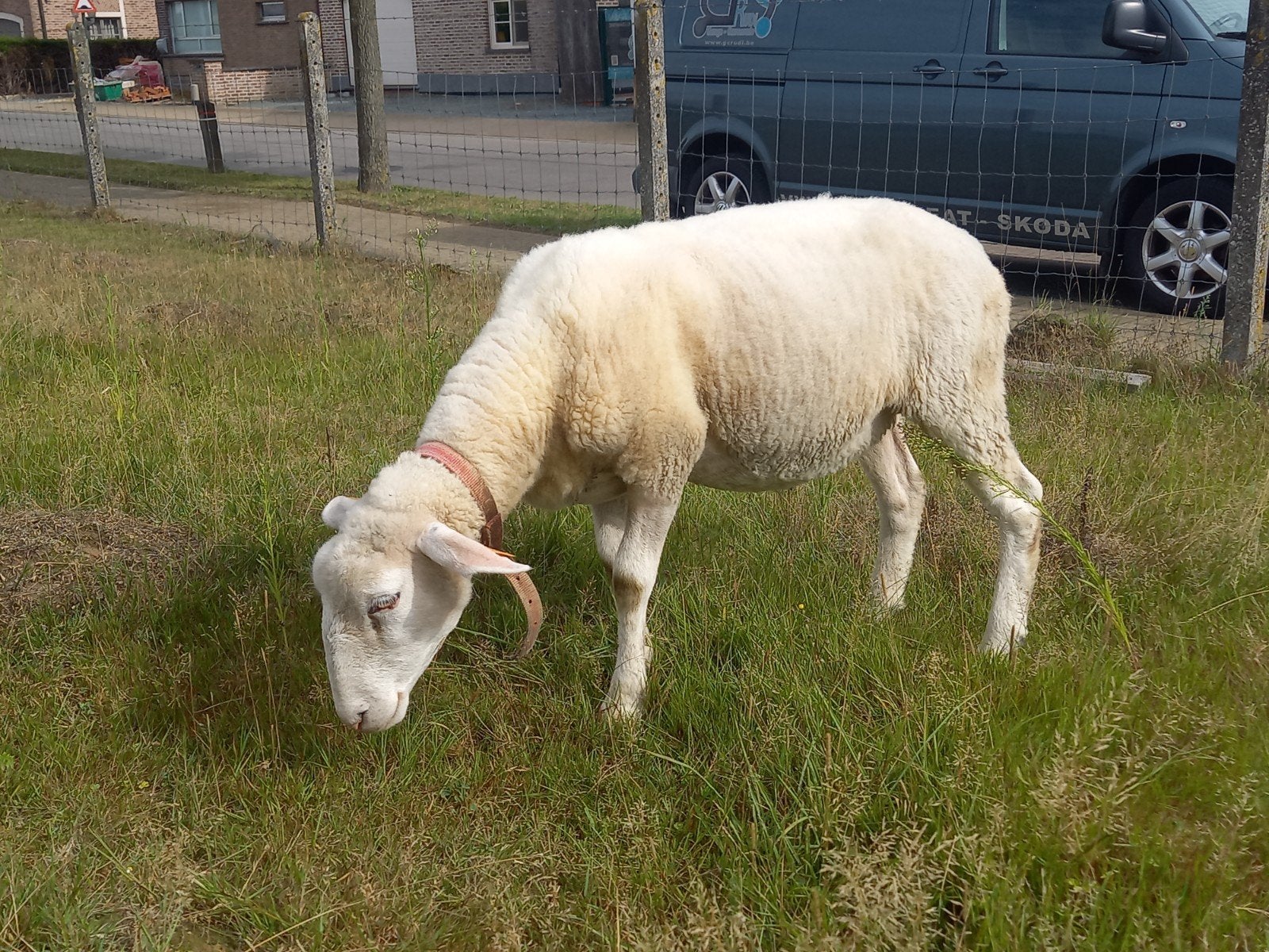 schaap  ooi, Vrouwelijk, Schaap, 0 tot 2 jaar