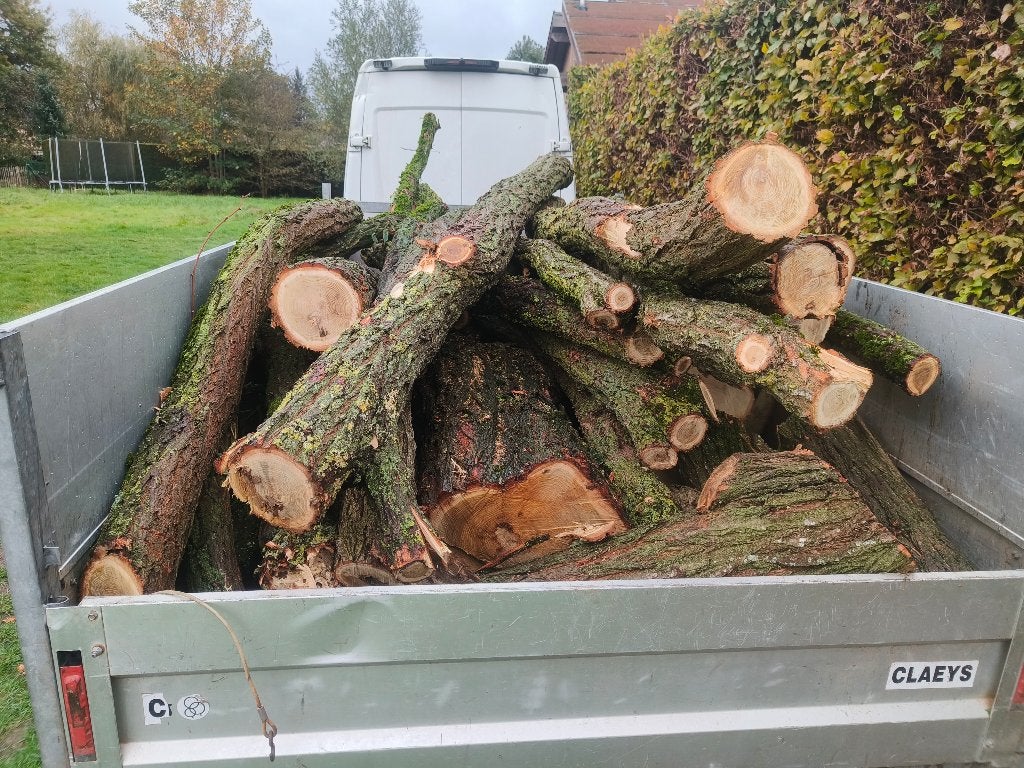 Brandhout accasia hardhout., 3 à 6 m³, Enlèvement, Chêne, Troncs d'arbres