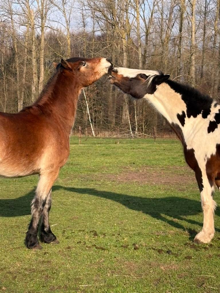Wei te huur gezocht, Dieren en Toebehoren, Stalling en Weidegang
