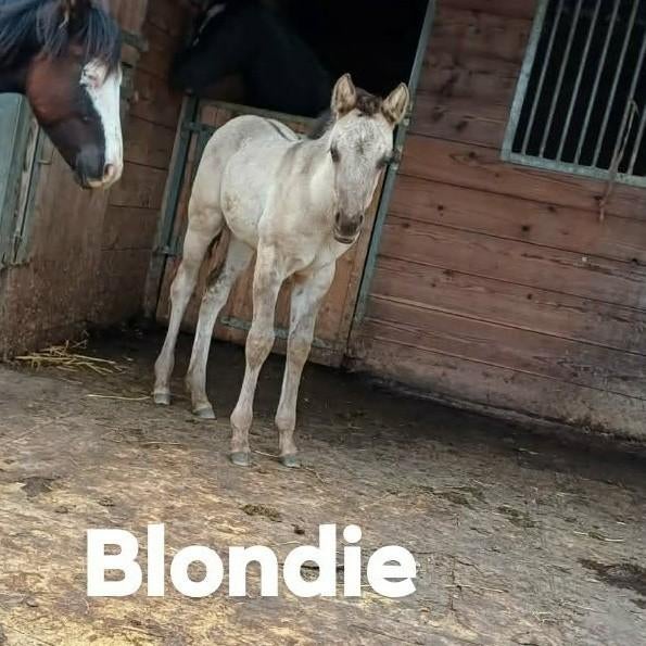 AQHA Smokey grulla merrie veulen, Merrie, Minder dan 160 cm, Met stamboom, 0 tot 2 jaar