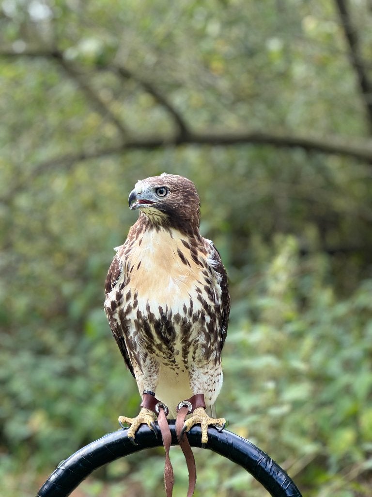 Aigle royal, buse à queue rousse et buse du désert, Animaux & Accessoires, Enlèvement