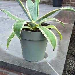 Agave Americano ( Espagne), Enlèvement, Été, Plante fixe, Plein soleil