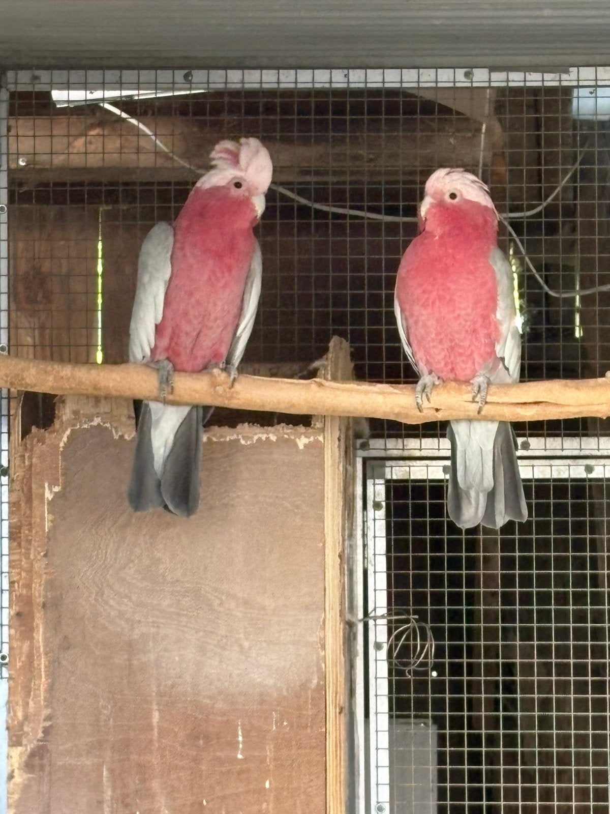 Nouveau cacatoès rose, Animaux & Accessoires, Oiseaux | Perruches & Perroquets, Plusieurs animaux, Perroquet, Bagué