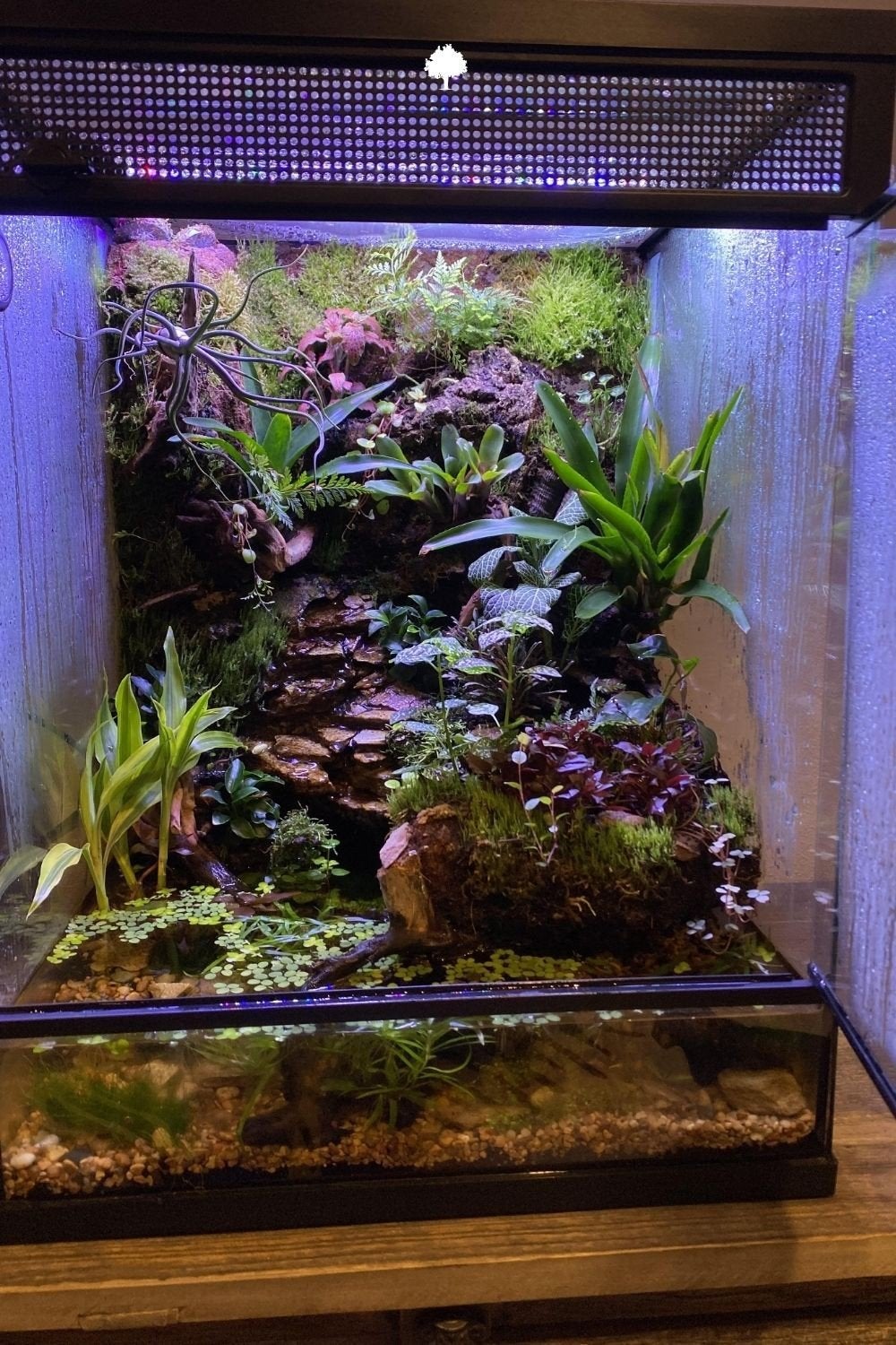 Pasionner  par la terariophili, Animaux & Accessoires, Reptiles & Amphibiens | Accessoires, Enlèvement ou Envoi
