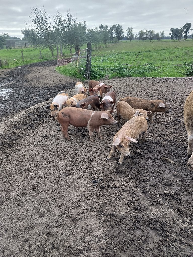 Biggen te koop, Plusieurs animaux, Porcs, 0 à 2 ans