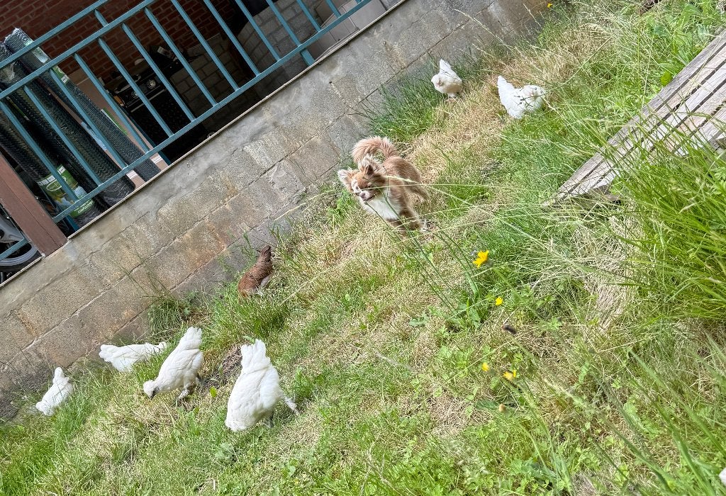 Kippen, Dieren en Toebehoren