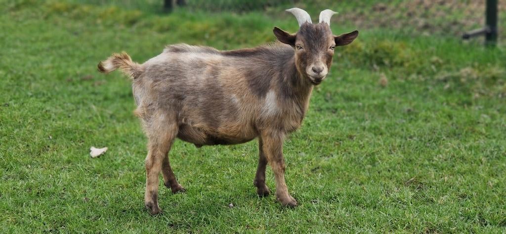 Prachtig lief maanvlek dekbokje., Mâle, Chèvre, 0 à 2 ans