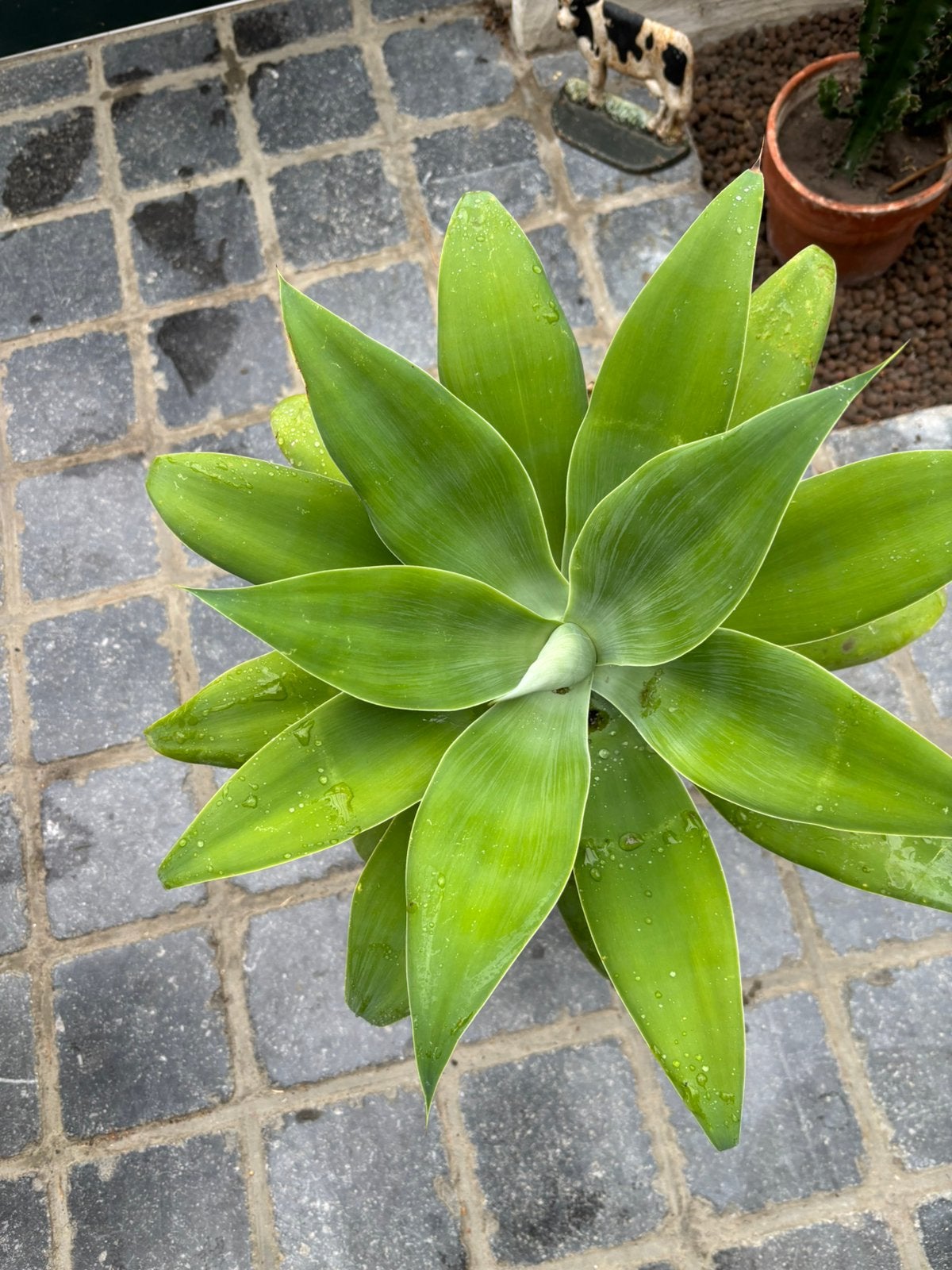 Agave Aténuata, Enlèvement