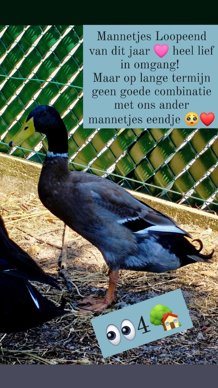 loopeend man, Animaux & Accessoires, Volatiles, Canard, Mâle