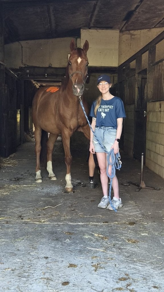 17 jarige schoolmaster dressuur te koop (Gribaldi x vivaldi), Ruin, Dressuurpaard, 170 tot 175 cm, 11 jaar of ouder