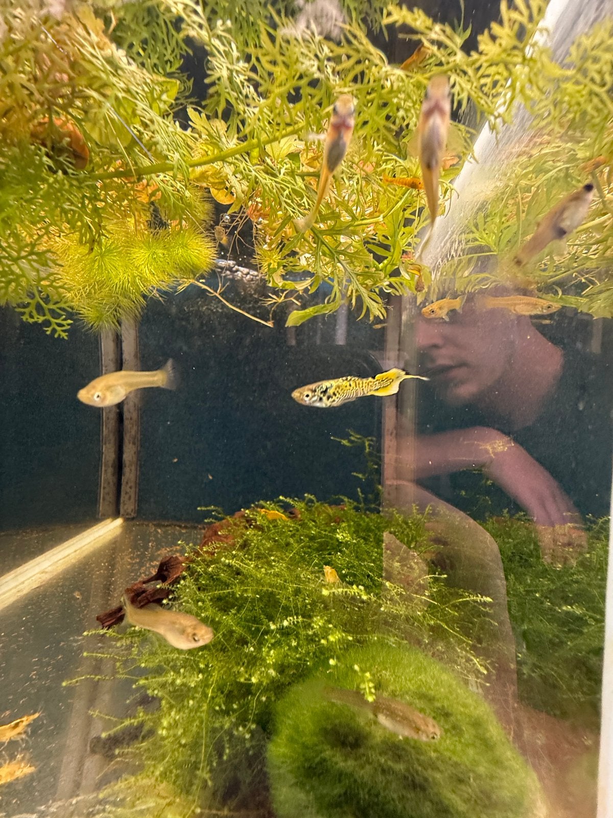 Kweekgroepen endler guppy's, Dieren en Toebehoren, Ophalen, Zo goed als nieuw