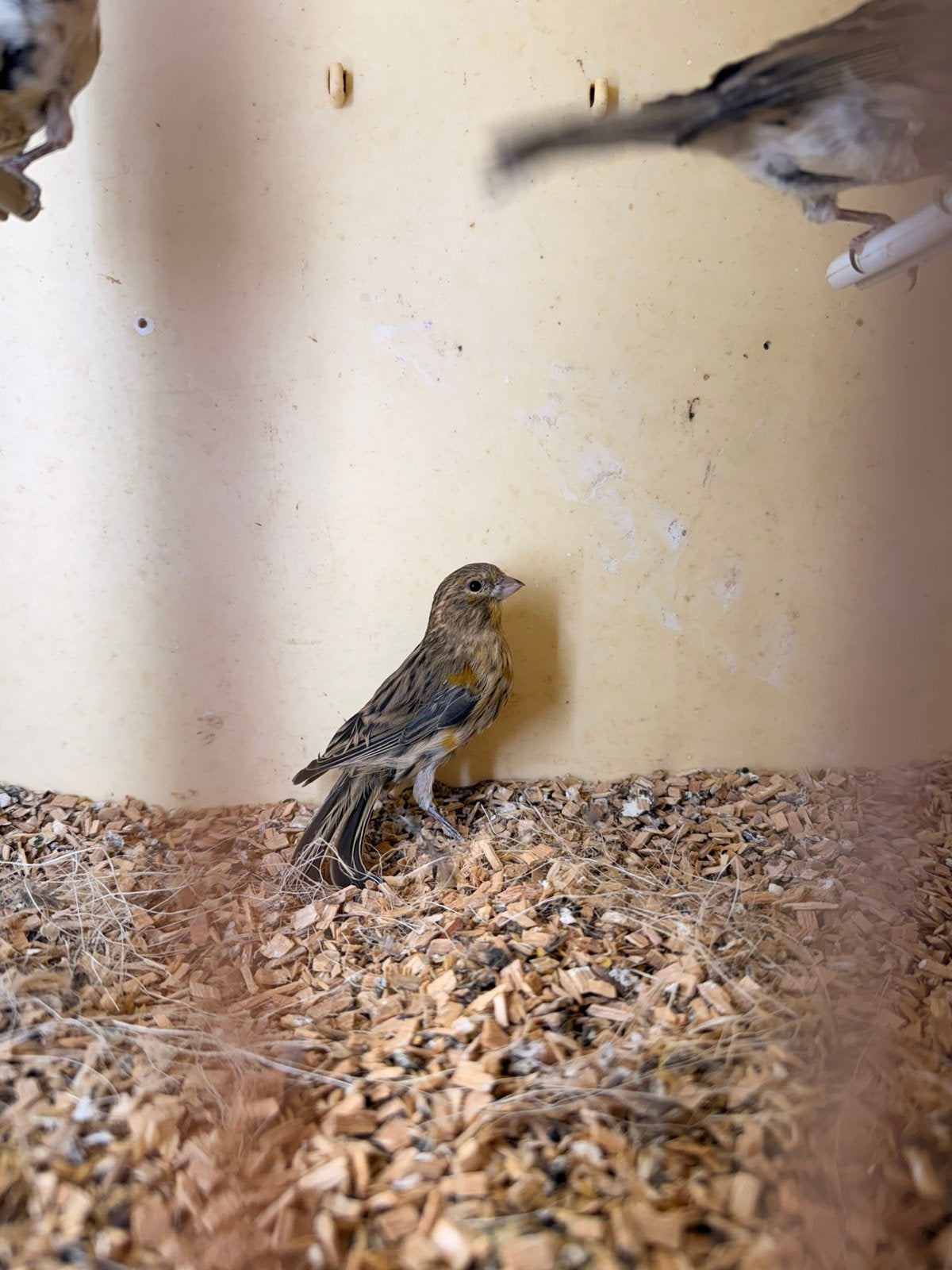 Harlekijn kanaries, Dieren en Toebehoren, Vogels | Kanaries