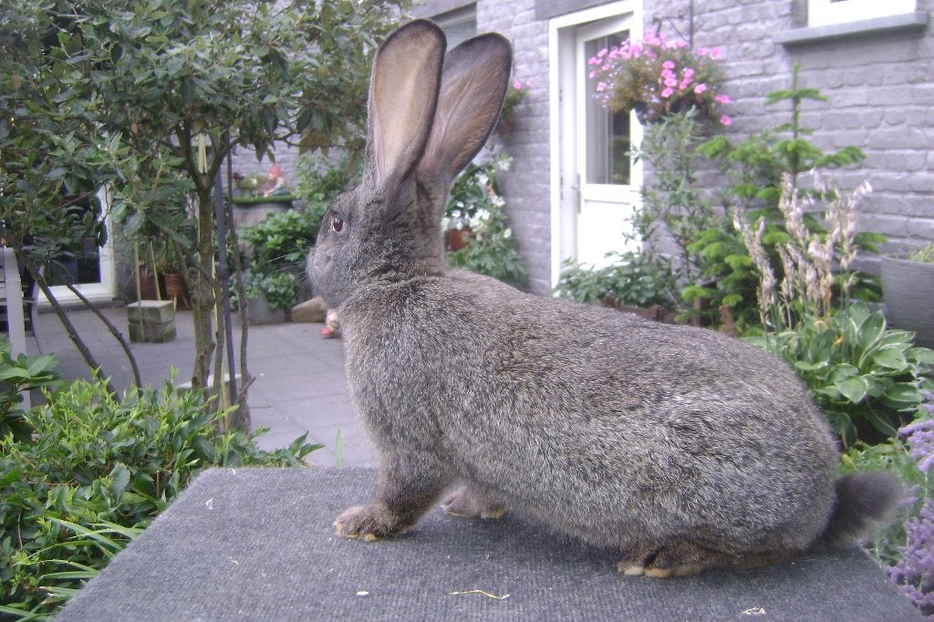 Vlaamse reus : ijzergrauw, Animaux & Accessoires, Lapins, Grand, Mâle