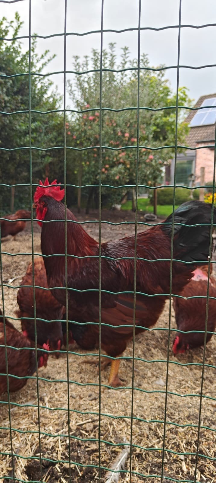 Rhode Island, Dieren en Toebehoren, Mannelijk, Kip