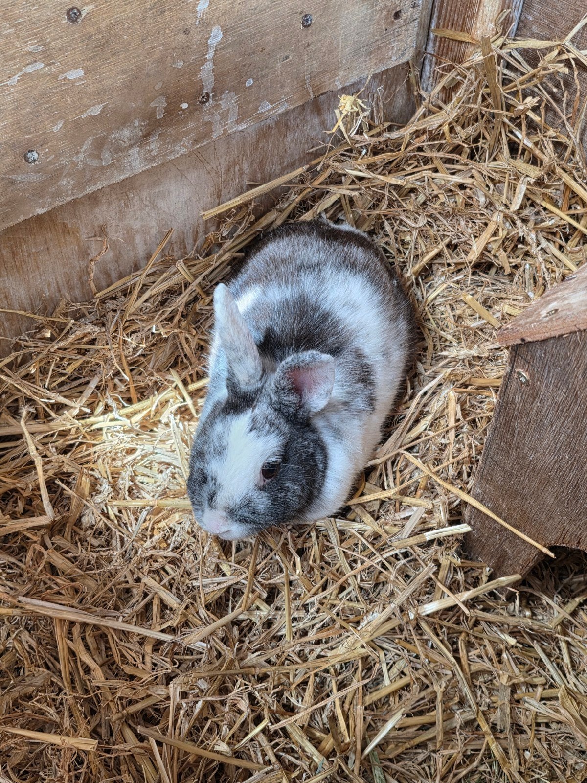 SIERKONIJN., Dieren en Toebehoren, Konijnen, Mannelijk, Middelgroot, 0 tot 2 jaar