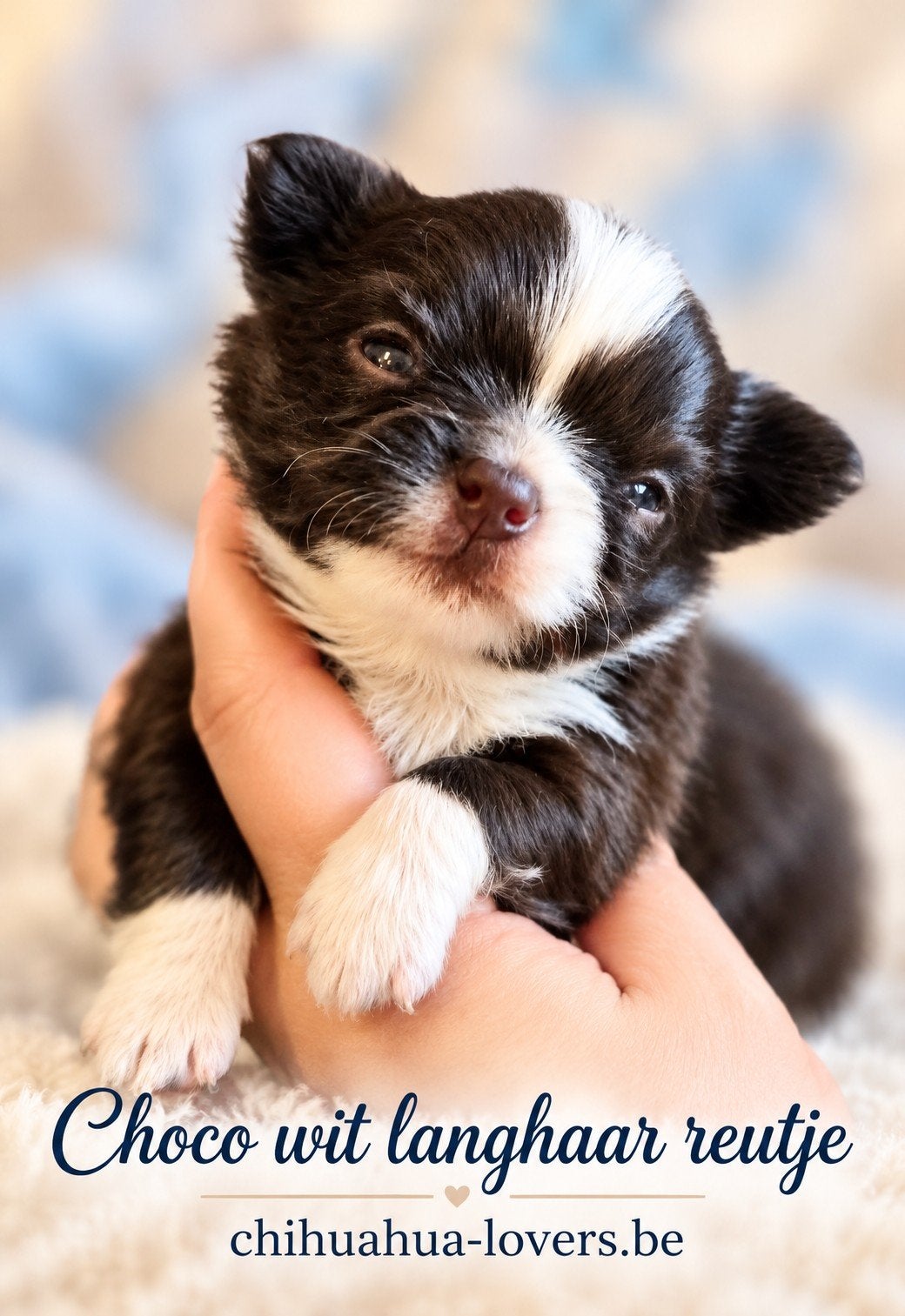 Prachtige langharige chihuahua pups, België, Fokker | Hobbymatig, Reu, CDV (hondenziekte)