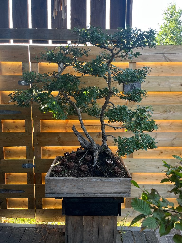 Meidoorn yamadori, Ophalen, 100 tot 250 cm