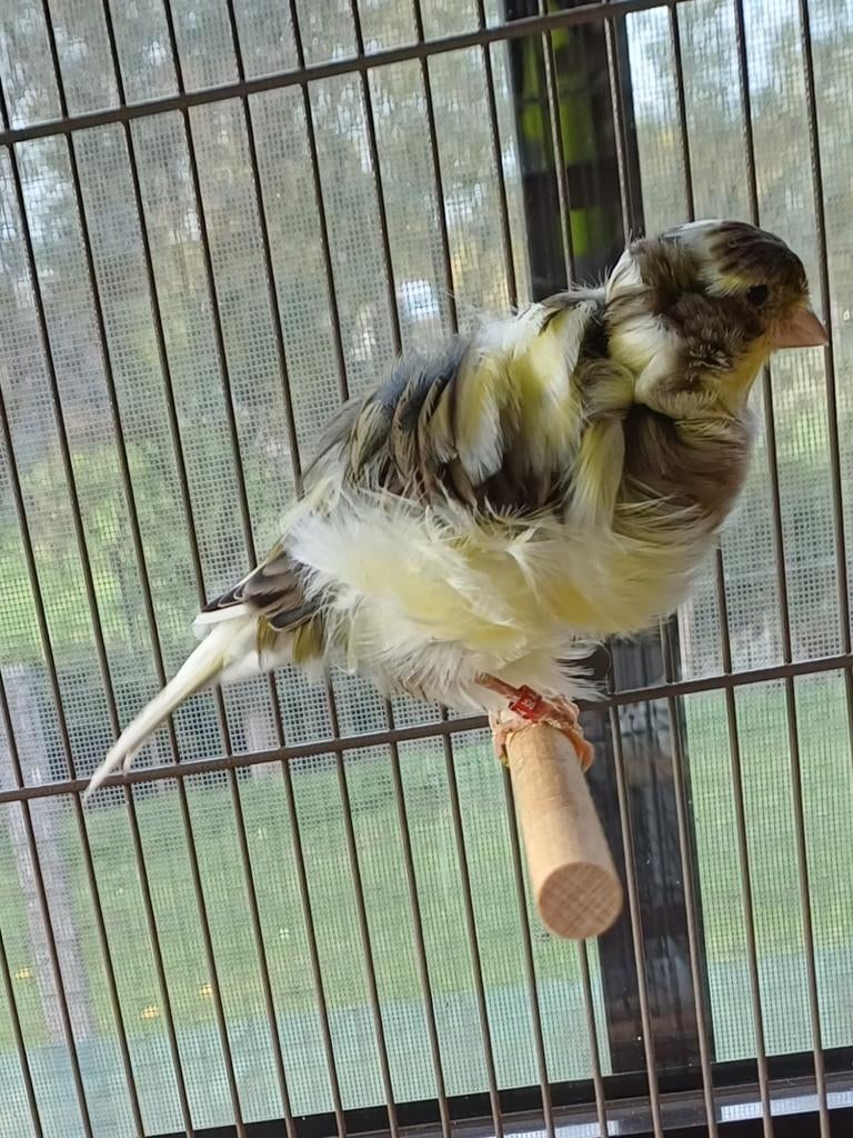 Parijse frise, Dieren en Toebehoren