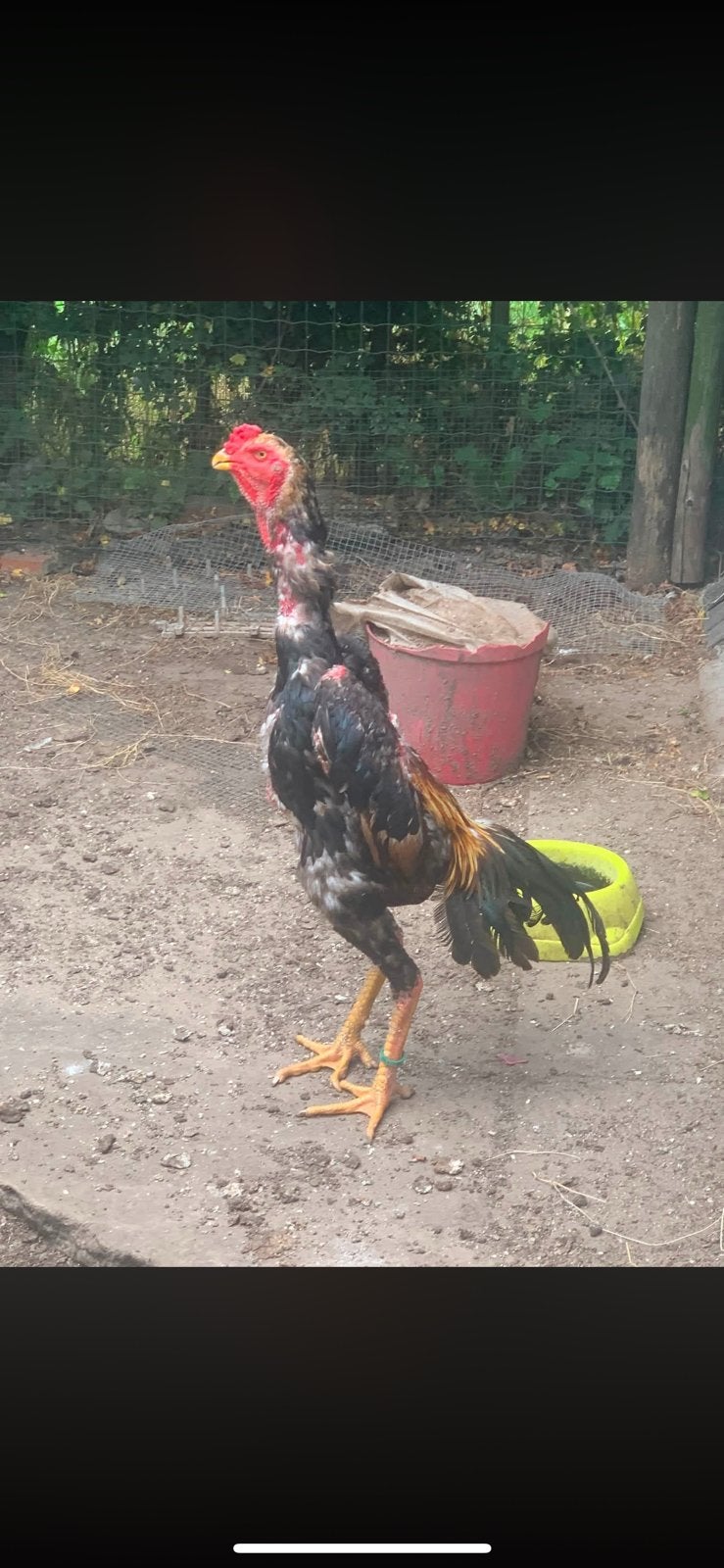 O shamo, Dieren en Toebehoren